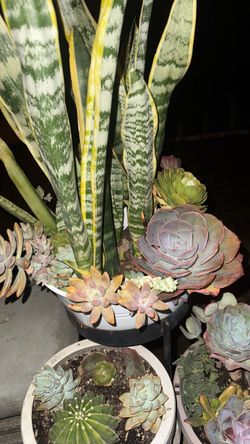 Snake Plant and Succulent Mixed Arrangement