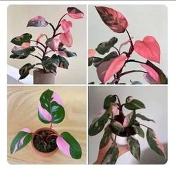 Rare Lush Philodendron Pink Princess Plant/ Indoor Plant/ House Plant/ Flower Patio Garden