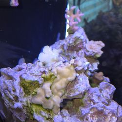 Fake Sps