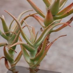 Aloe Plants  CHEAP