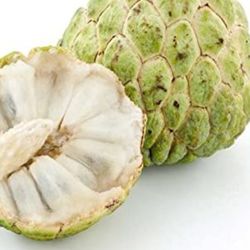 Sugar Apple Starter Plant 2 Ft In Gal Pot