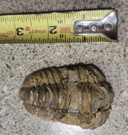 4 Inch Natural Antique Trilobite Fossil Arthropod Texas #1