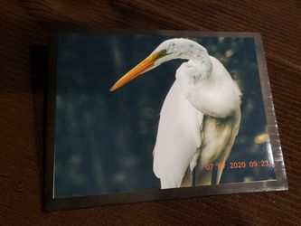 Taken Myself Nikon P900 60yds 9x12 Wood Panel Ready To Hang One Of A Kind