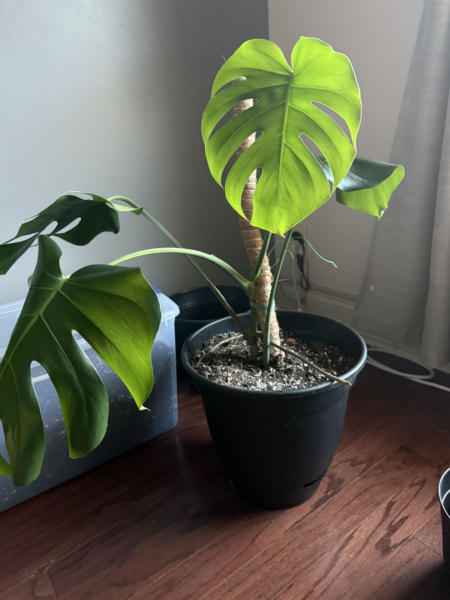 Monstera Deliciosa Potted Plants (1 Left)