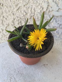 3 Inch Pot Succulent Plant - Lampranthus Multiradiatus Yellow - Creeping Redflush - Rooted & Established - Drought Resistant - 🪴Blooms Yellow Flowers