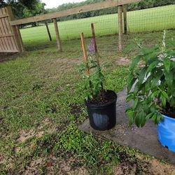 NANHO BLUE BITTERFLY BUSH BUDDLEIA 
