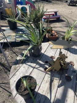 Aloe Vera Plants