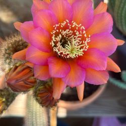 Diferentes Colores De Cactus En Venta 