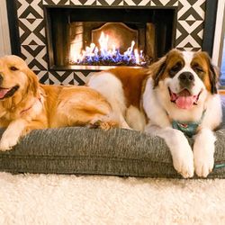 Dog Boarding {Locations:Fitchburg}