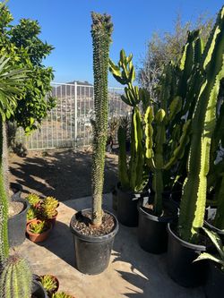 Large Ocotillo plant