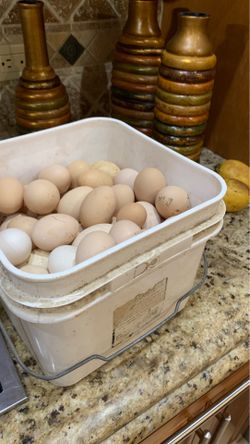 Eggs for sale