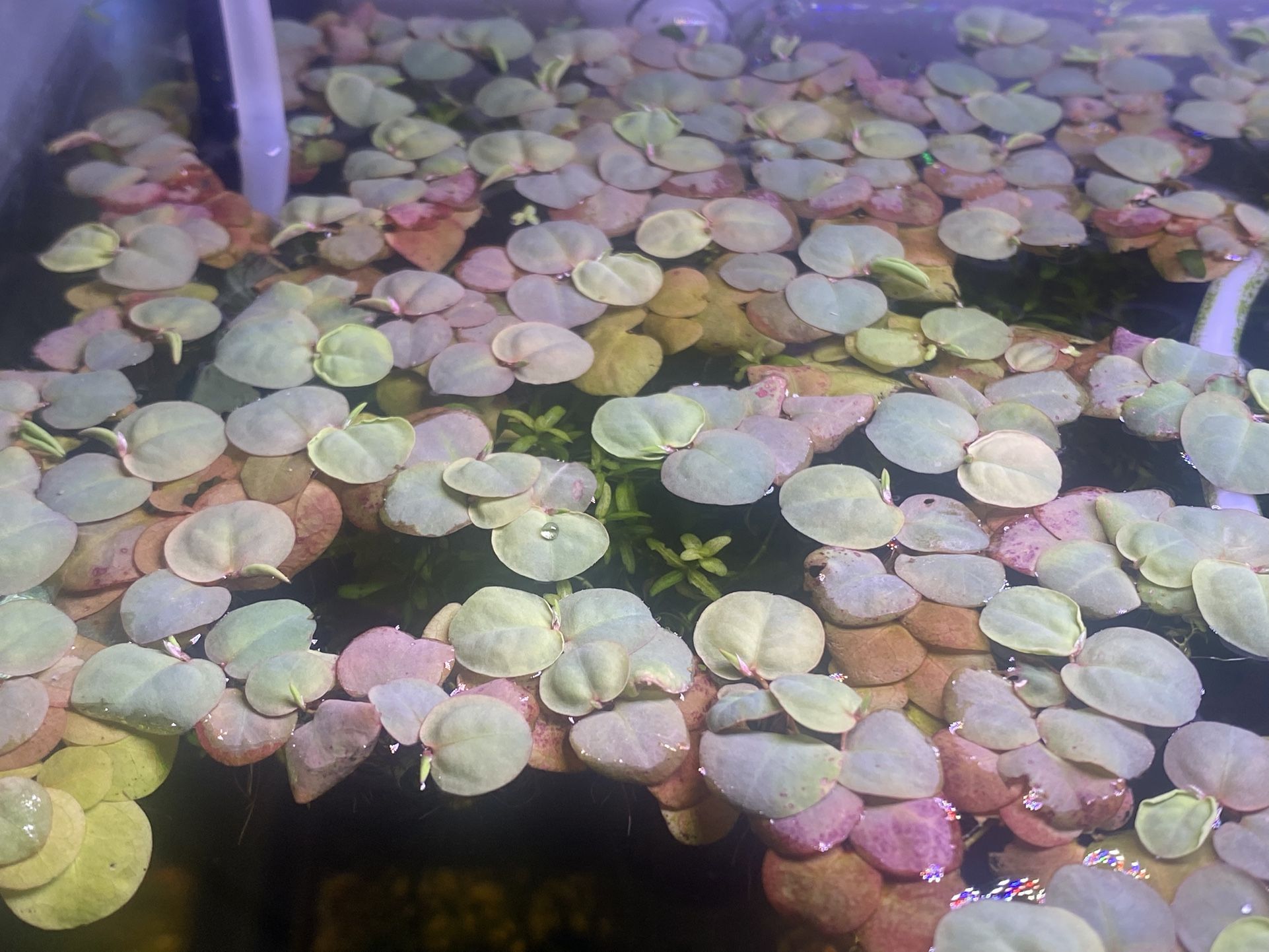 Aquarium Redroot Floater