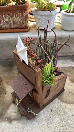 Birdhouse succulent