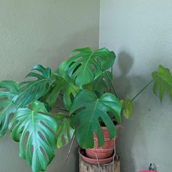 Monstera In A Large Pot