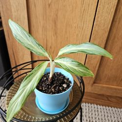 Aglaonema Chinese Evergreen (Blue pot-A)
