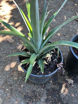 Pineapple plant