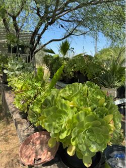 Succulents