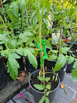 Tomato plant. Rutgers select.