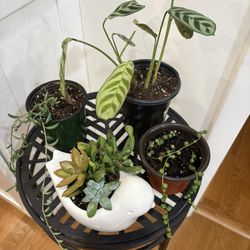 Set Of Four Starter Plants 