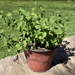 Oregano 🌿