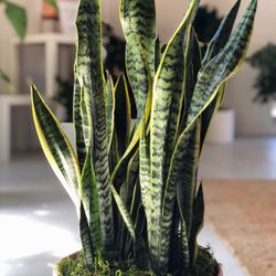 Snake Plant Cuttings 