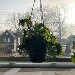 Live Brazilian Neon Philodendron 