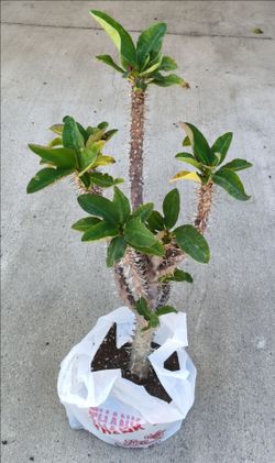 Free Euphorbia 'Crown of Thorns'