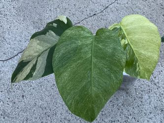 Monstera Matcha Mint