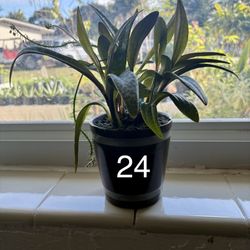 Various House Plants 🌺 🪴 