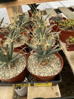 Leuchtenbergia Principis Plants In 6” Pots $22 Each 