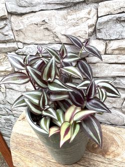 Tradescantia Zebrina House Plant In Cute Textured Ceramic Pot 5.5"H.