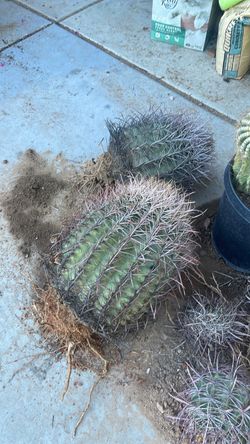 Barrel cactus 15 bucks