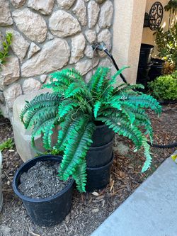Fake fern plant $5 without pots