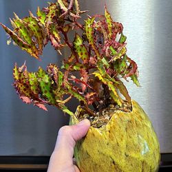 Begonia Amphioxus LARGE & R