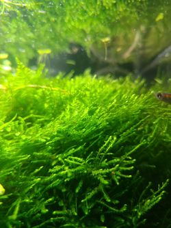 Christmas Moss  For Fresh Water Aquarium 