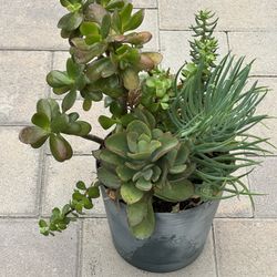 Assorted Succulent Plants 