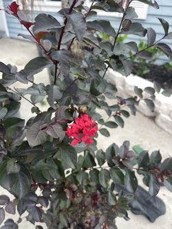 Red black diamond crape myrtle 3 gallon