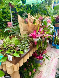 Plants Sale🌿$5 each Plants(view last picture for the address & hours)
