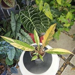 Philodendron Caramel Marble Variegated 