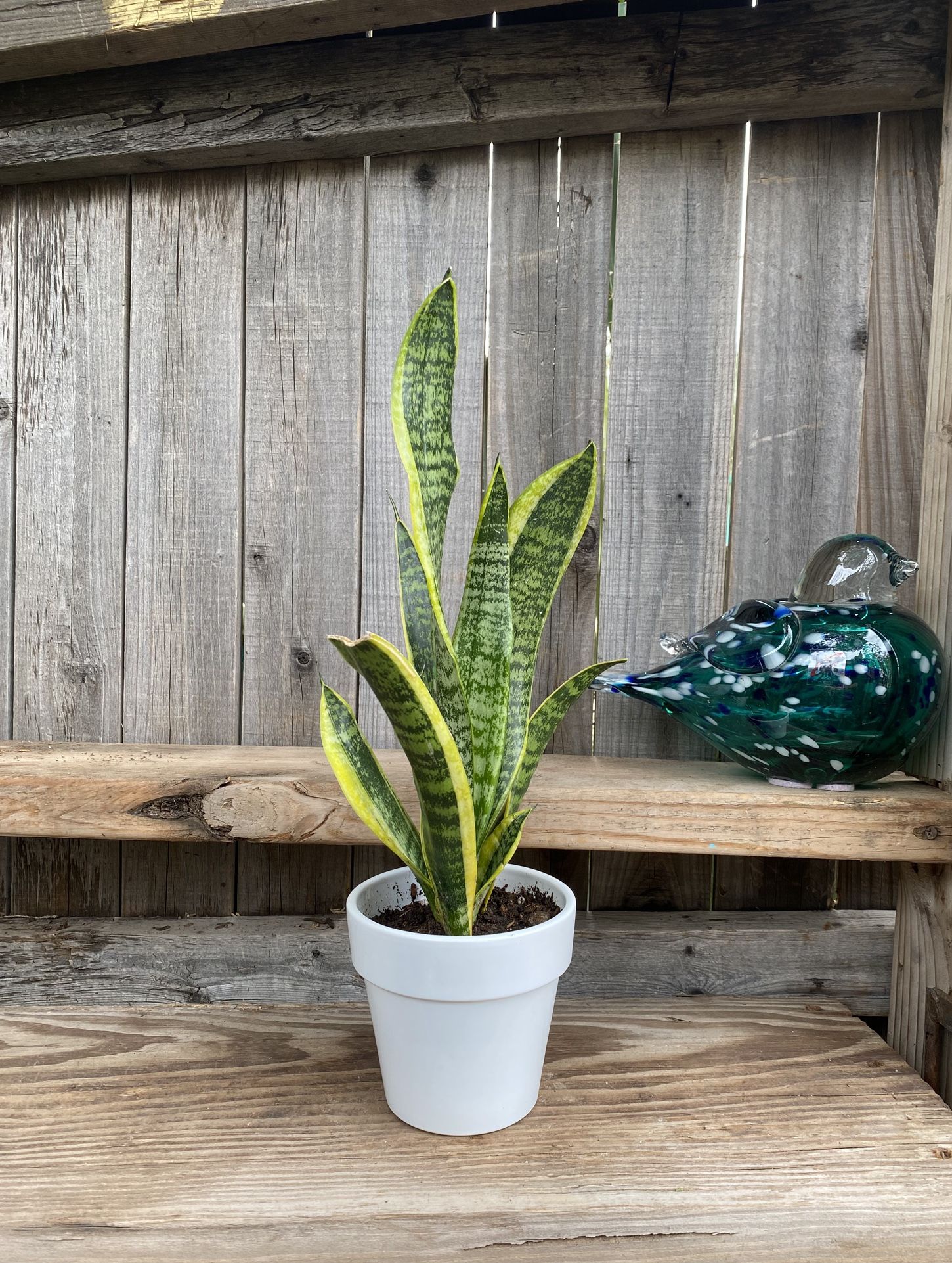 Indoor Mother-in-Law or Snake Plant