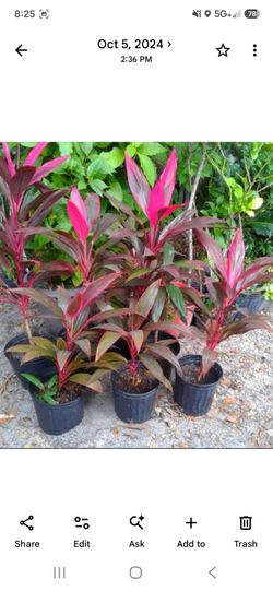 Ti Plants