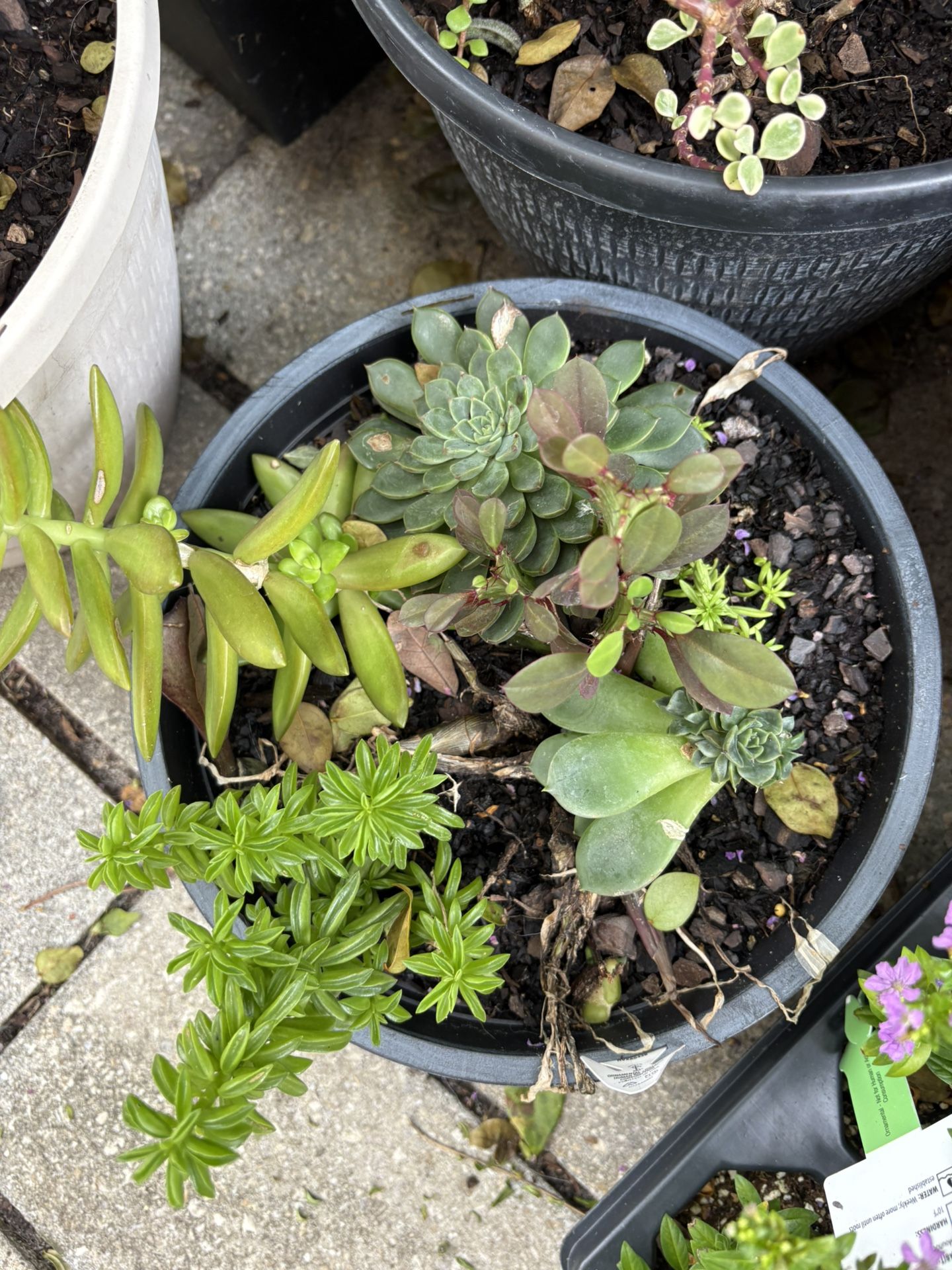Beautiful $5 Succulents And FLOWERS ๐บ In Nice Pots