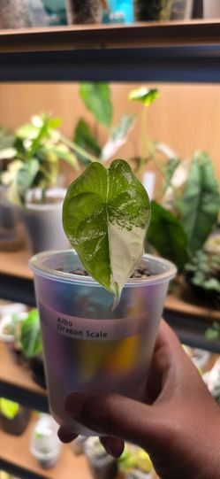 🌿 Alocasia Albo Dragon Scale 🌿 Variegated | Established Plant