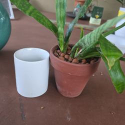 Small Sanseveria $5.00