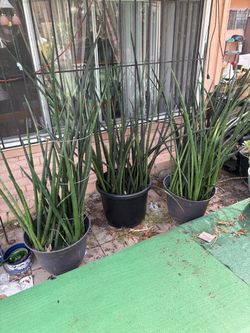 Snake Plant