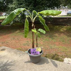Banana Plant with Pot