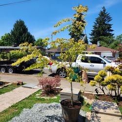 Green Japanese Maple 6-7'