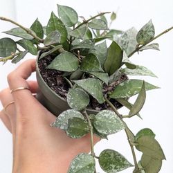 Hoya Krohniana Eskimo/Silver Splash Plant 4" Pot - Indoor House Plants