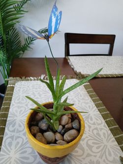 Planta