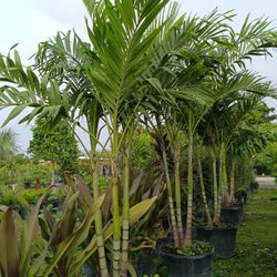 Triple Christmas Palm 🌴🌴🌴$120